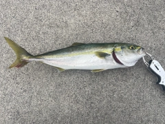 イナダの釣果