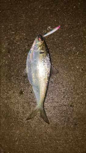 コノシロの釣果