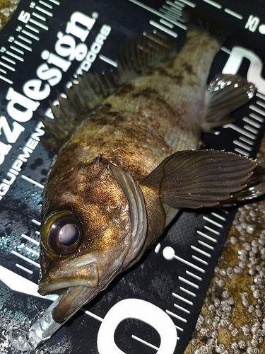 メバルの釣果