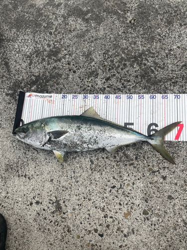 ワラサの釣果
