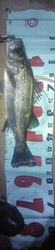 フッコ（ヒラスズキ）の釣果