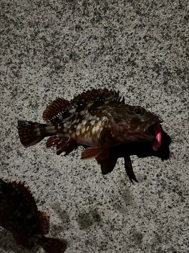 カサゴの釣果