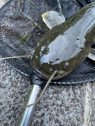 ニホンナマズの釣果