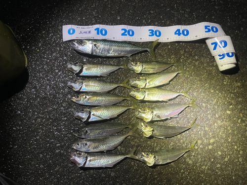 アジの釣果