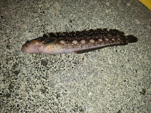 フサギンポの釣果
