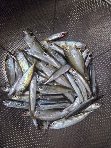 ウルメイワシの釣果