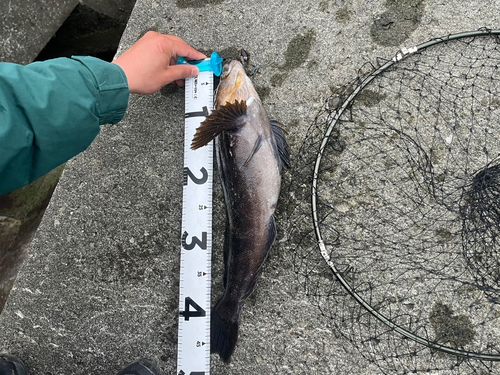 アブラコの釣果