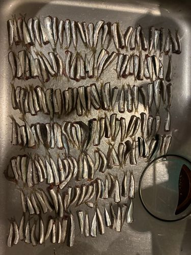 ウルメイワシの釣果