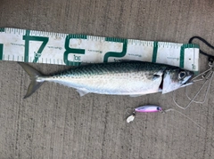 ゴマサバの釣果