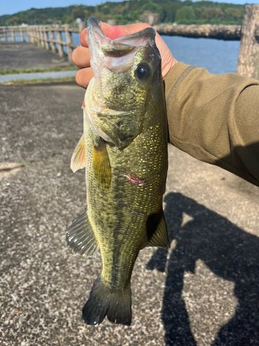 ラージマウスバスの釣果
