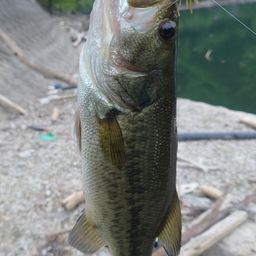 ブラックバスの釣果写真