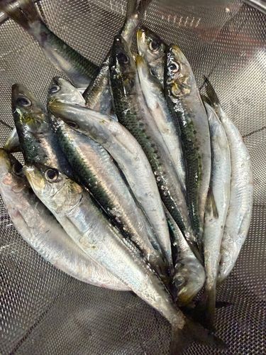 イワシの釣果