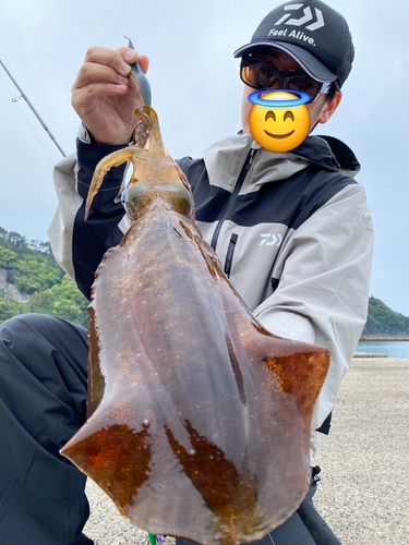 アオリイカの釣果