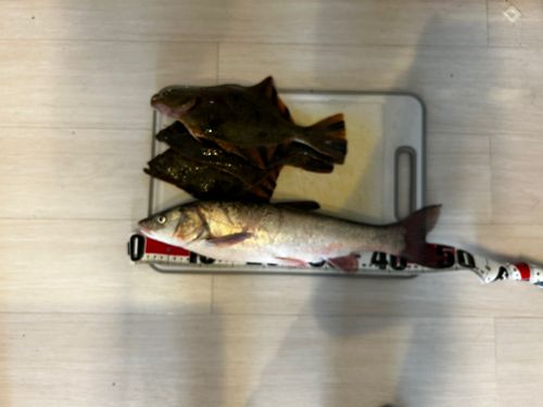 ウグイの釣果
