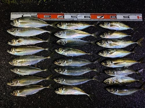 アジの釣果