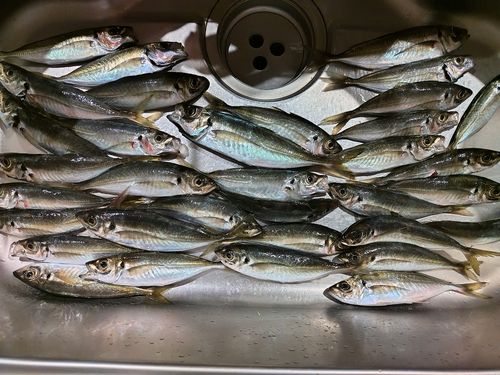 アジの釣果
