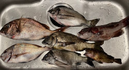 タイの釣果