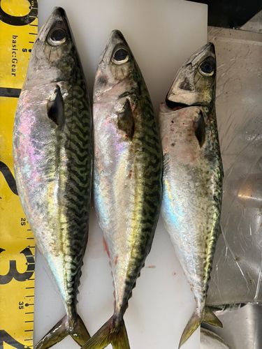 サバの釣果