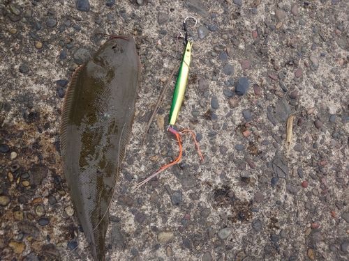 シタビラメの釣果