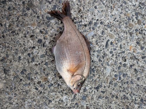 ウミタナゴの釣果