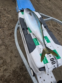 ブリの釣果