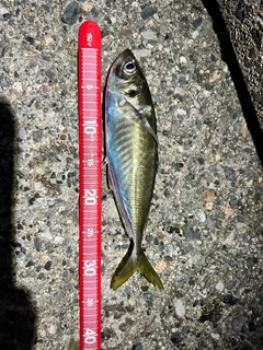 マアジの釣果