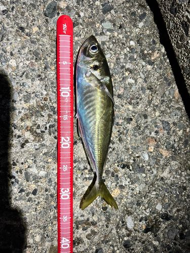 マアジの釣果