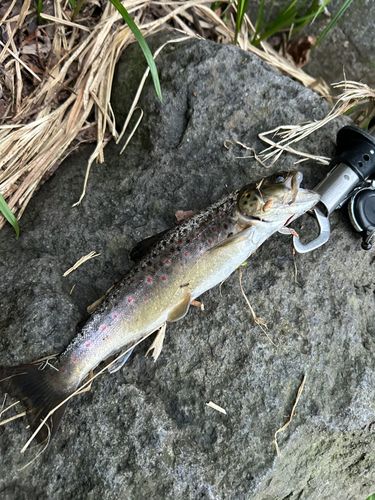 ブラウントラウトの釣果