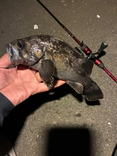 クロソイの釣果