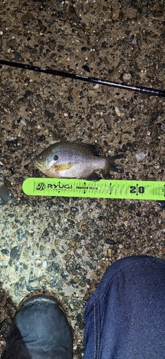 ブルーギルの釣果