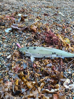 サクラマスの釣果