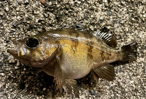 メバルの釣果