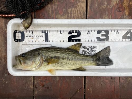 弁慶フィッシングクラブで釣れたブラックバスの釣り・釣果情報