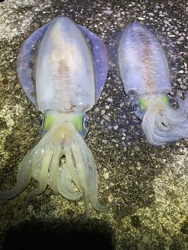 アオリイカの釣果