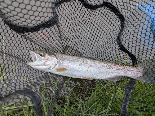 ニジマスの釣果
