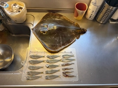 アカエイの釣果