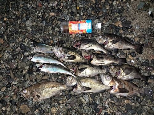 メバルの釣果