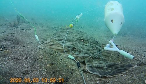 クロガシラガレイの釣果