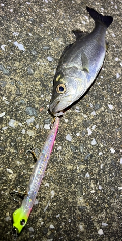 セイゴ（マルスズキ）の釣果