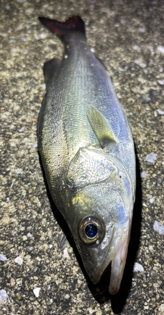 セイゴ（マルスズキ）の釣果
