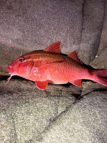 ホウライヒメジの釣果