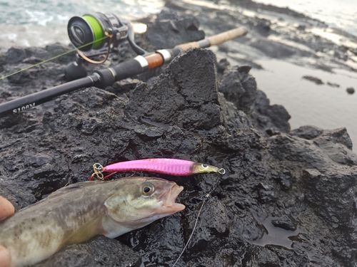 ホッケの釣果
