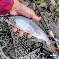 ヤマメの釣果