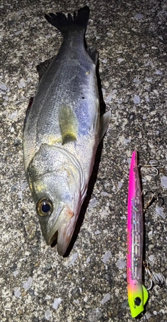 セイゴ（マルスズキ）の釣果