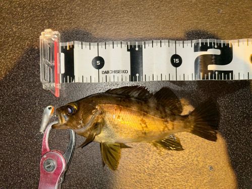 シロメバルの釣果