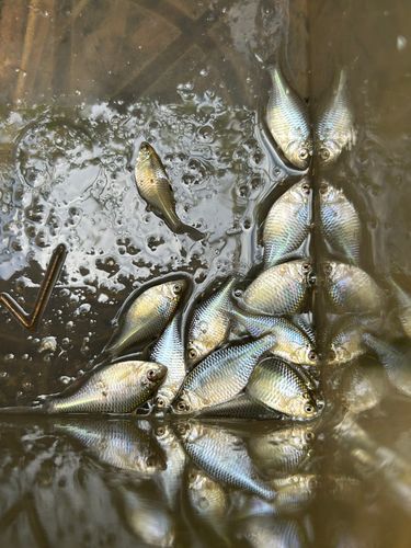タイリクバラタナゴの釣果