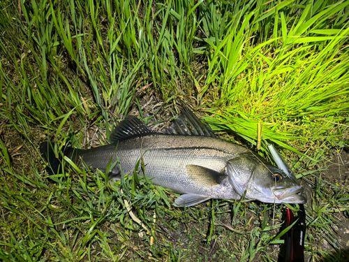 立田大橋の釣果・釣り場情報【2026年最新】 - アングラーズ | 釣果600