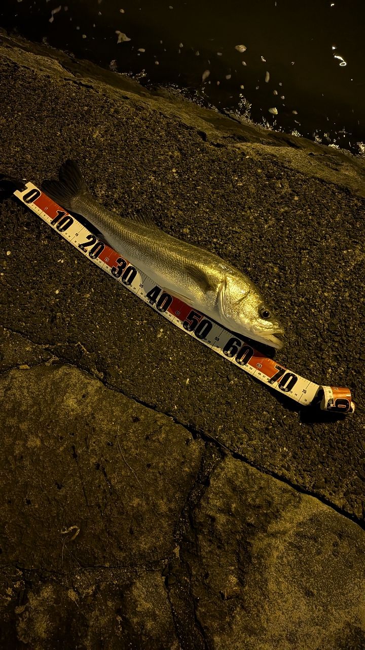 シーバスの釣果写真
