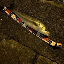 シーバスの釣果写真