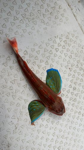 ホウボウの釣果